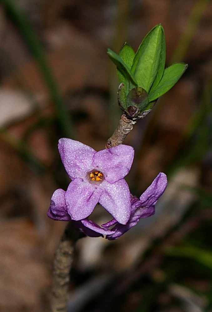 Daphne mezereum / Mezereo, fior di stecco